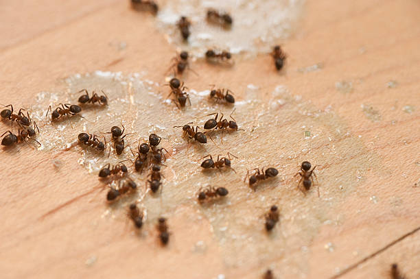 Best Pest Inspection Near Me  in Glen Allen, VA