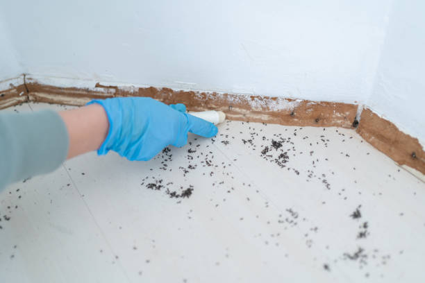 Best Wasp Removal Services  in Glen Allen, VA